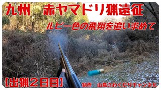 令和2年度 九州 赤ヤマドリ猟遠征 出猟２日目 Copper Pheasant Hunting with フランスブルトン