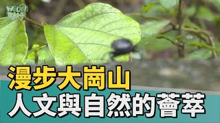 Walk野行｜漫步大崗山—人文與自然的薈萃