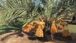 Siam Date Palm Farm Thailand