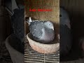 Pigeon Bloodlines- Foundation hen in the making for long distance races