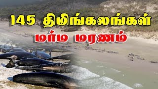 145 திமிங்கலங்கள் மர்ம மரணம் | 145 Whales die after stranding on Stewart Island