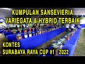 VLOG 5 || KUMPULAN SANSEVIERIA | VARIEGATA & HYBRIT TERBAIK | KONTES SURABAYA RAYA CUP #1 | 2022