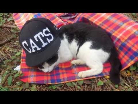 My Black & White Cat Friend. My Black & White Cat Friend.