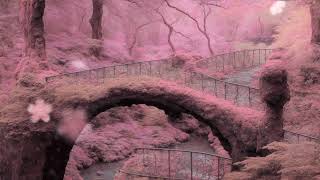 Cherry Blossom Snowfall: Serene Music for Calming the Mind in Nature's Embrace🌸 🎵❄️