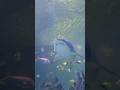 IIII.. SERAAAM...LIHAT IKAN HIU DI AQUARIA KLCC KUALA LUMPUR #jalanjalan #holiday #shortsvideo