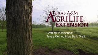 How to graft trees with the Texas Method Inlay Bark Graft