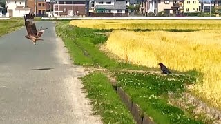 トンビとカラスのケンカ。原因は…