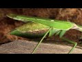 【閲覧注意】カマキリの捕食