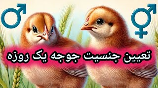 آموزش تعیین جنسیت جوجه یک روزه , کسب درآمد از مرغ بومی