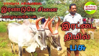 கன்று ஈன போகும் பழையவர்க பசு விற்பனைக்கு #cowmarket #cows #காங்கேயம் #காங்கேயம்பசு #kangeyam