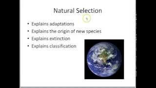 Natural selection explains puzzles
