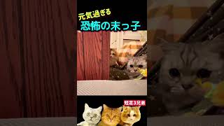 こんなに可愛い顔して・・恐怖を感じる兄短足ミヌエット #猫おもちゃ #猫兄弟 #短足 #shorts