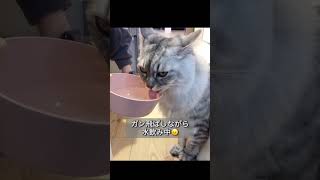 【どうして？！】ガン飛ばしながら水を飲む猫 #shorts