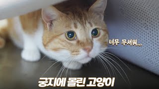 궁지에 몰린 고양이에게 무슨 일이 일어난 걸까요? | 쫀니와 쪼꼬미들 | 🏝️베베집사 제주살이