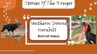 Southern Ground Hornbills - Iconic Bird Calls \u0026 Rare Sightings In The Greater Kruger National Park