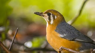 orange headed thrush | Nikon D5600 | 70-300mm