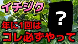 【イチジク】やってない人はすぐやって！コレやらないと来年実が採れない、木も成長しないかも！