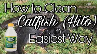 How to Clean Catfish (Hito) in Easiest Way | Paano Maglinis ng Hito #CleaningCatfish #Hito