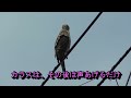 オオタカ幼鳥vsカラス　オオタカ観察記　goshawk child vs crow 2021年7月26日撮影