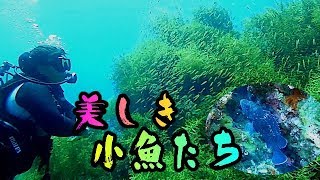 いよいよ魚達の世界へ【佐渡島、北小浦 長手】後編