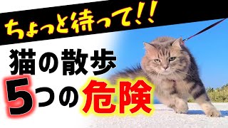 実は危険な猫のお散歩！！　それでもお散歩、行きますか？【５つのデメリット】