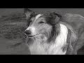 lassie stablemates full episodes 🐕