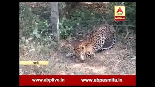 Leopard trap in Degam, Valsad