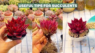 The Surprising Truth About SUCCULENT Care Nobody Tells You