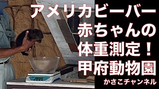 アメリカビーバーの体重測定！甲府市遊亀公園付属動物園