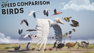 SPEED COMPARISON 3D | Birds 🦅