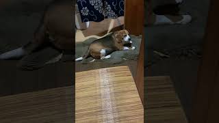 【ぬいぐるみ犬】ぬいぐるみだと思っていたら尻尾をフリフリした可愛いビーグル犬はこうなります