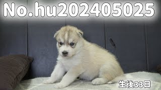 シベリアンハスキーの子犬販売 静岡県浜松市のブリーダー No.hu202405025 2024年5月2日生 6月4日現在