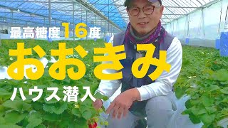 【農家紹介】宮崎産「おおきみ」イチゴ農家さんのハウスに潜入【金之助】