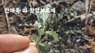 간 해독 과 항암치료제인 나물 약초 | 건강정보 HERBS