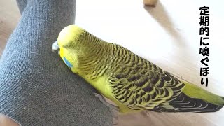 ジャンボセキセイインコ ぼりおん やっぱりヌシの足のにおいが好き