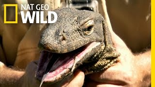 Water Monitor Roundup | Python Hunters