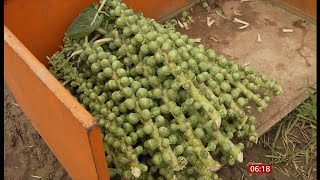 Brussels sprouts 25% bigger this Christmas (UK) 22/Dec/2024