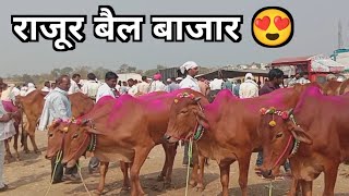 🔴 गणपती राजूर बैल बाजार | Rajur bail bazar | 9 फेब्रुवारी 2025 🐂