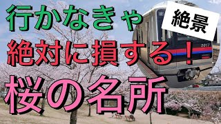 【桜】青春ドラマのワンシーンのような最高の桜の名所