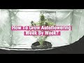 Autoflowering Plants Week By Week [Educational]