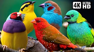 World's Most Beautiful Small Birds | Amazing Bird Sounds | Breathtaking Nature | Stress Relief | P1