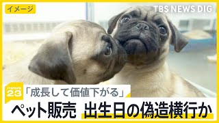 「成長して価値下がる」子猫・子犬の出生日偽造が横行？生後8週以下の販売禁止も…【news23】