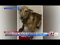 Dog improperly euthanized at Franklin Co. shelter: NC investigation