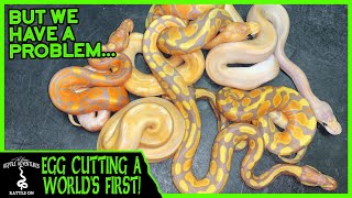 EGG CUTTING A WORLD'S FIRST BALL PYTHON! (but we have a problem...)