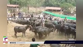 പെരുമ്പിലാവ് ചന്തയില്‍ പോത്തിന്റെ ആക്രമണത്തില്‍ 4 പേര്‍ക്ക് പരിക്ക് | Thrissur |