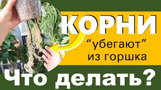 КОРНИ проросли В ДРЕНАЖНЫЕ ОТВЕРСТИЯ - нужна ли пересадка? Пересадка СТРОМАНТЫ на фитильном поливе.