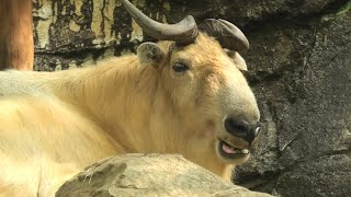 ゴールデンターキン　(よこはま動物園ズーラシア/神奈川県)