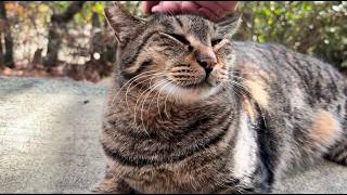 順番来たらニコッと笑顔かわいい超甘えん坊猫ニャッハー猫集会