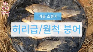 겨울 소류지 허리급과 월척붕어 #붕어낚시