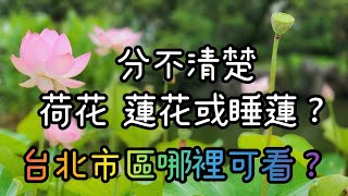 欣賞及分辨 自由廣場及南海學園 荷花及睡蓮